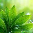 Icône solutions écologiques avec feuilles vertes